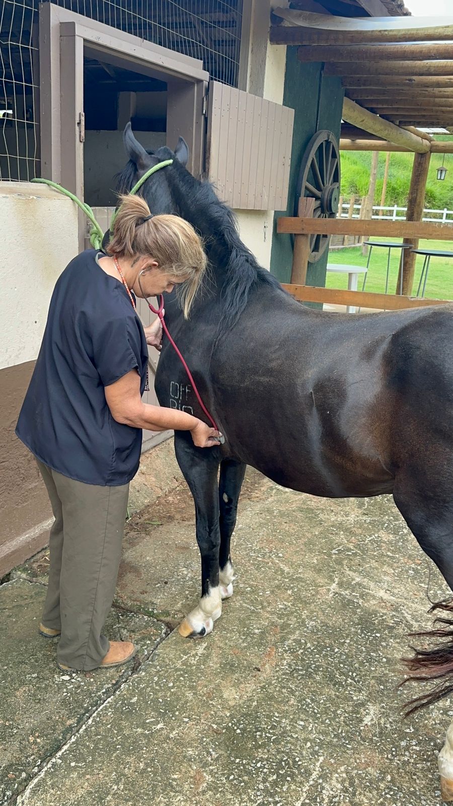 Dra. Christiana auscultando um cavalo preto em atendimento clínico